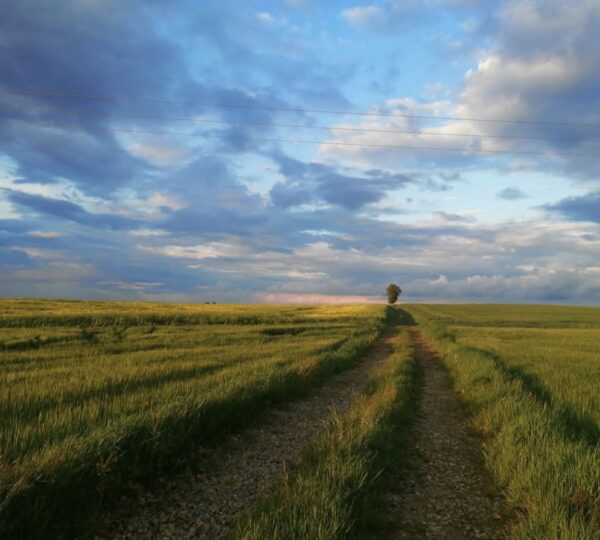Gmina Borów