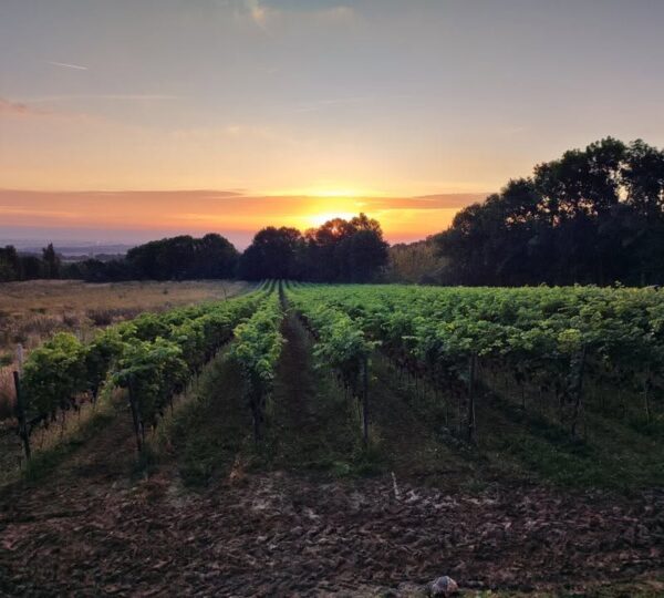 Wino spod Ślęży
